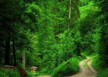 Green Ghana Day: About 30 million seedlings survived out of 41 million planted since 2021, says Abu Jinapor