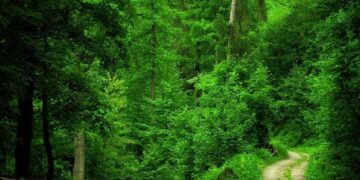 Green Ghana Day: About 30 million seedlings survived out of 41 million planted since 2021, says Abu Jinapor