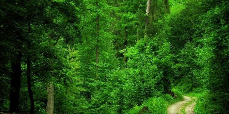 Green Ghana Day: About 30 million seedlings survived out of 41 million planted since 2021, says Abu Jinapor