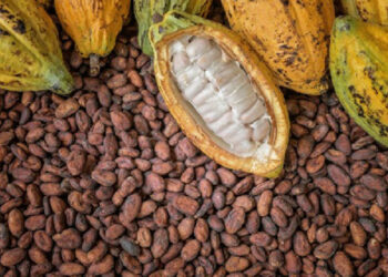 Cocoa Advocacy group calls on Govt to address price disparities