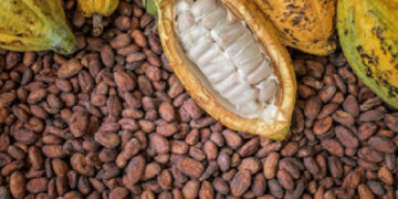 Cocoa Advocacy group calls on Govt to address price disparities