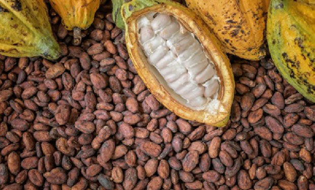 Cocoa Advocacy group calls on Govt to address price disparities