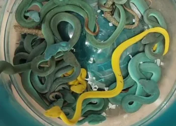 Mumbai Airport: Indian man arrested with 47 venomous vipers