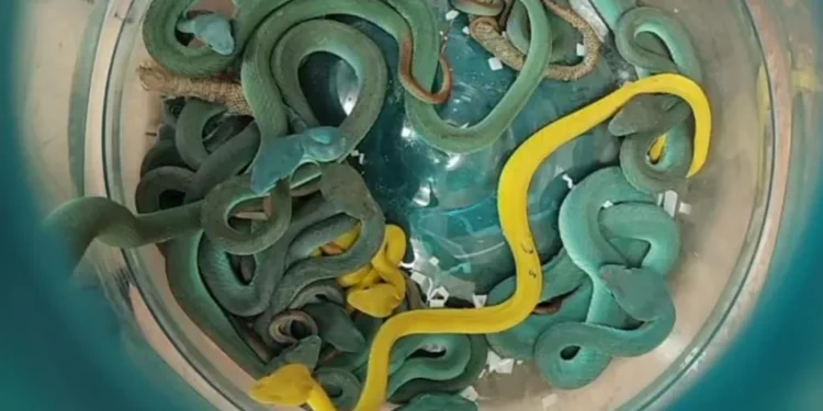 Mumbai Airport: Indian man arrested with 47 venomous vipers