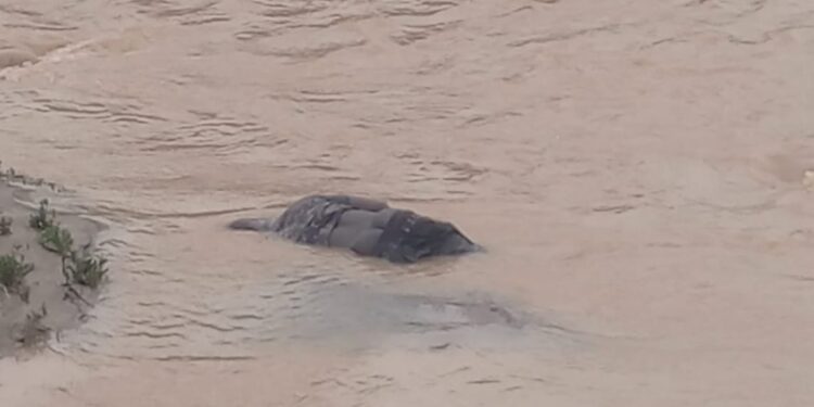 A/R: Man found dead in stream after heavy rains at Oforikrom