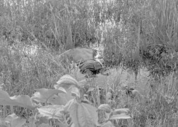 Juaboso: Man found dead in stagnant water after two-day disappearance