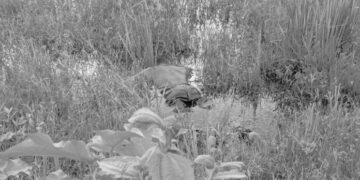 Juaboso: Man found dead in stagnant water after two-day disappearance