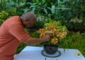 Singapore honors Mahama with New orchid hybrid as “Vanda John Dramani Mahama”
