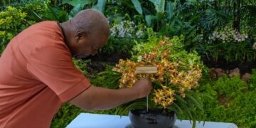 Singapore honors Mahama with New orchid hybrid as “Vanda John Dramani Mahama”