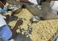 Cashew processors set 85,000-ton target by 2026