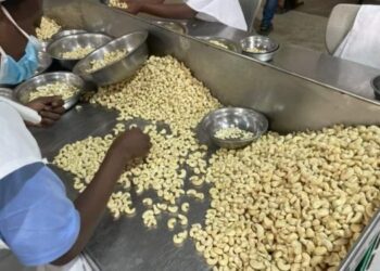 Cashew processors set 85,000-ton target by 2026