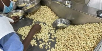 Cashew processors set 85,000-ton target by 2026