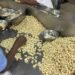 Cashew processors set 85,000-ton target by 2026