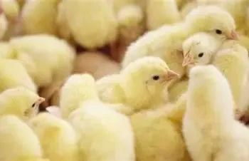 EU supports Nkoko Nketenkete initiative with 150,000 day-old birds – Agric Minister