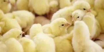 EU supports Nkoko Nketenkete initiative with 150,000 day-old birds – Agric Minister