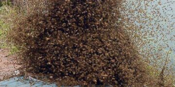 Anloga: Bee attack at EP Basic School kills one, injures three critically