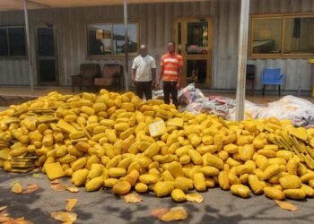 Two arrested for bribery after Tema Police seize over 3,000 slabs of suspected cannabis