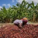 Gov’t directs COCOBOD to immediately clear all outstanding payments to cocoa farmers