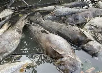 FDA, Fisheries Commission investigate fish mortality in Tema Shipyard