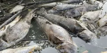 FDA, Fisheries Commission investigate fish mortality in Tema Shipyard