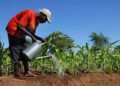 MoFA to launch 42nd National Farmers’ Day celebration on June 30