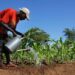 MoFA to launch 42nd National Farmers’ Day celebration on June 30