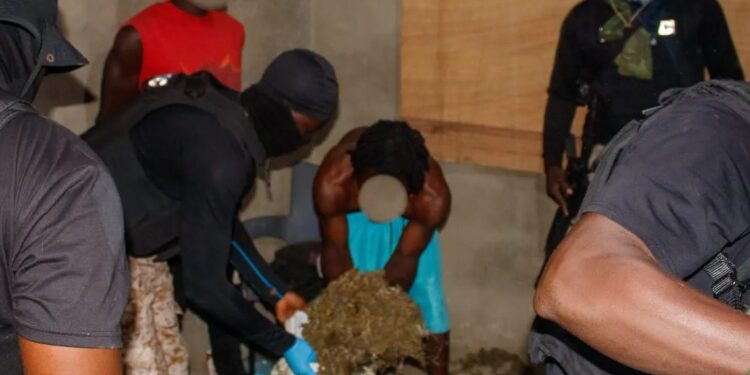 NACOC dismantles major cannabis production hub in Volta Region; three arrested