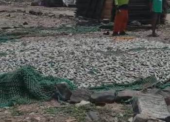 FDA seizes fishes at Tema New Town over unhygienic processing conditions