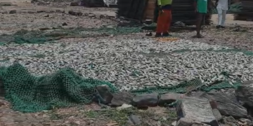 FDA seizes fishes at Tema New Town over unhygienic processing conditions