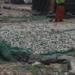 FDA seizes fishes at Tema New Town over unhygienic processing conditions