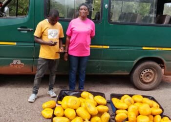 S/R: Police intercept 73 parcels of suspected cannabis, arrest two