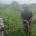 A/R: Illegal miner arrested near Agenda 111 hospital site as galamsey fight intensifies