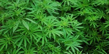 Police destroy 11 cannabis farms in Volta Region drug enforcement operation