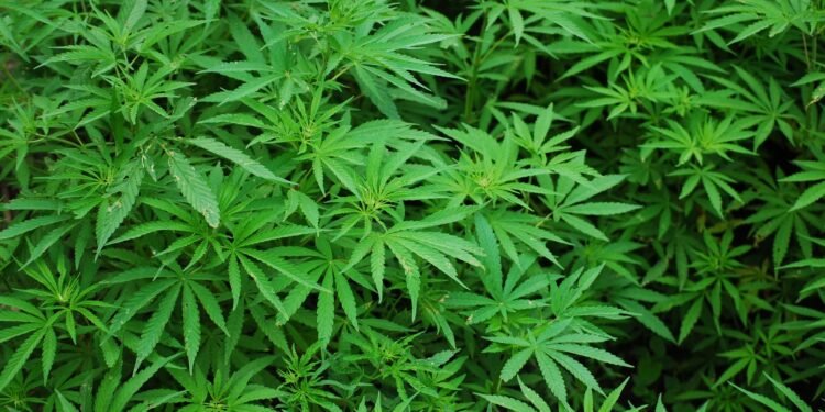 Police destroy 11 cannabis farms in Volta Region drug enforcement operation