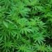 Police destroy 11 cannabis farms in Volta Region drug enforcement operation
