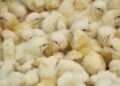 Gov’t to supply poultry to MPs under Nkokɔ Nkitinkiti initiative — Eric Opoku