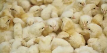 Gov’t to supply poultry to MPs under Nkokɔ Nkitinkiti initiative — Eric Opoku