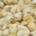 Gov’t to supply poultry to MPs under Nkokɔ Nkitinkiti initiative — Eric Opoku