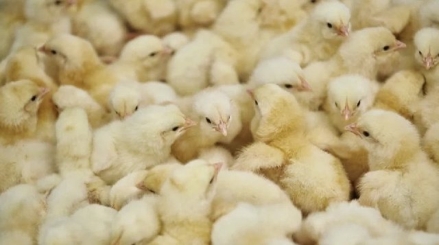 Gov’t to supply poultry to MPs under Nkokɔ Nkitinkiti initiative — Eric Opoku