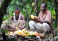 COCOBOD releases GHS2.6 billion to LBCs to pay cocoa farmers