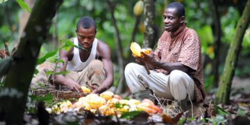 COCOBOD releases GHS2.6 billion to LBCs to pay cocoa farmers