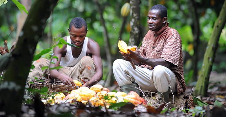 COCOBOD releases GHS2.6 billion to LBCs to pay cocoa farmers
