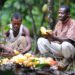 COCOBOD releases GHS2.6 billion to LBCs to pay cocoa farmers