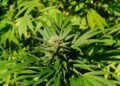 Interior Minister urges public to distinguish legal cannabis cultivation from illegal narcotics production