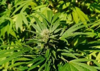 Interior Minister urges public to distinguish legal cannabis cultivation from illegal narcotics production
