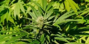 Interior Minister urges public to distinguish legal cannabis cultivation from illegal narcotics production