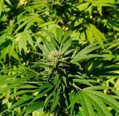 Interior Minister urges public to distinguish legal cannabis cultivation from illegal narcotics production