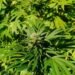 Interior Minister urges public to distinguish legal cannabis cultivation from illegal narcotics production
