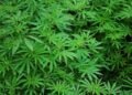 NACOC grants first licences for medicinal and industrial cannabis cultivation