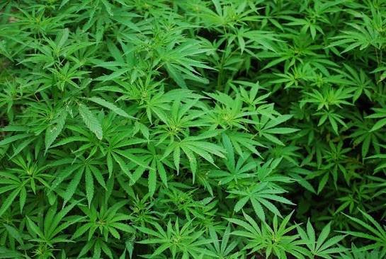 NACOC grants first licences for medicinal and industrial cannabis cultivation